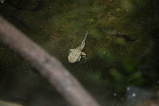 File-eared tree frog tadpole
