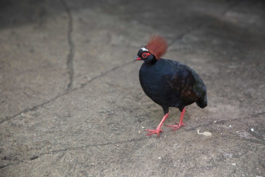 Crested partridge (male)