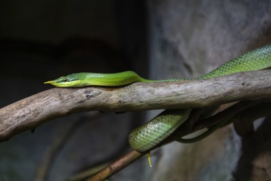 Vietnamese longnose snake
