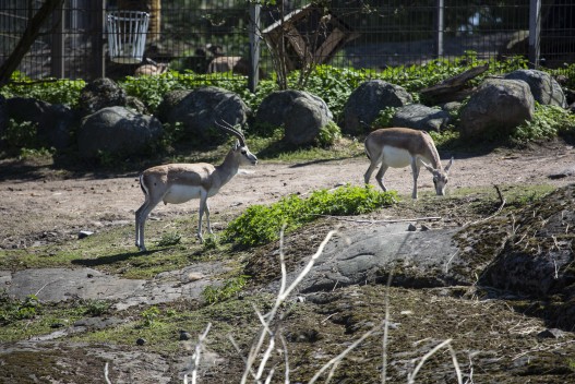 Goitered gazelles (male and female)