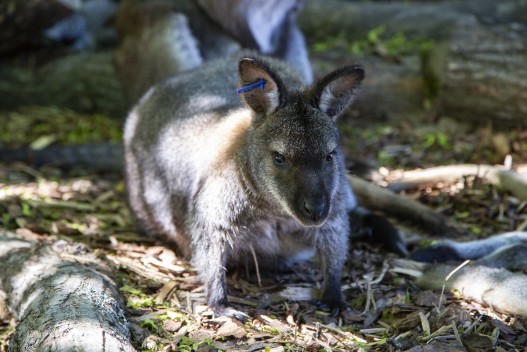 Red wallaby