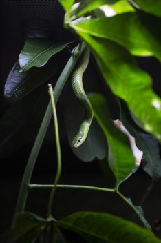 Red-tailed racer