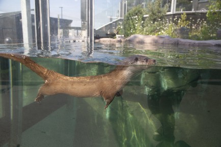 Otter swimming in new enclosure