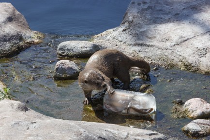 Otter (male) and ice with fish
