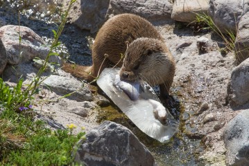 Otter (female) and ice with fish