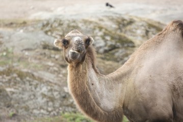 Camels are almost bald in summertime