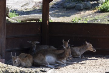 Pere David's deer sleeping in the shade on a hot afternoon