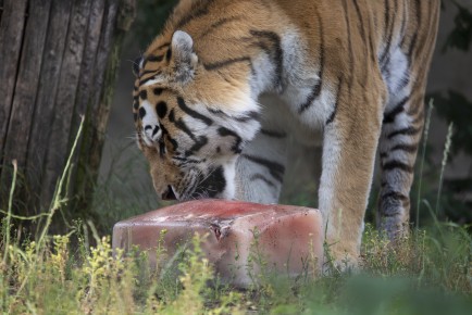 Amur tiger and ice with meat