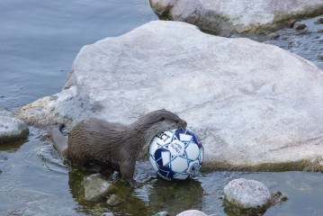Otters playing with a football which has fish inside