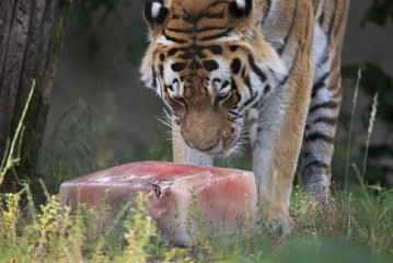 Amur tiger and ice with meat