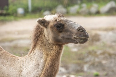 Camels are almost bald in summertime