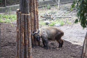 Takin scratching against a tree