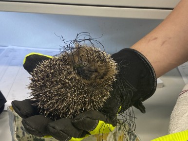 Hedgehog stuck in net in Wildlife Hospital