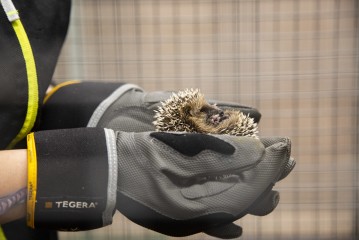 Young hedgehog in Wildlife Hospital