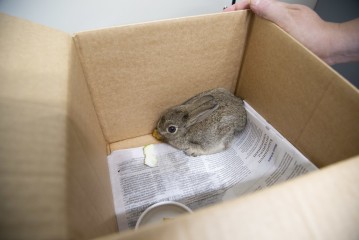 City rabbit in Wildlife hospital
