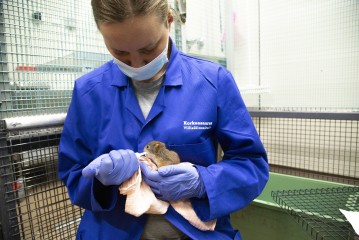Feeding a young squirrel in Wildlife Hospital