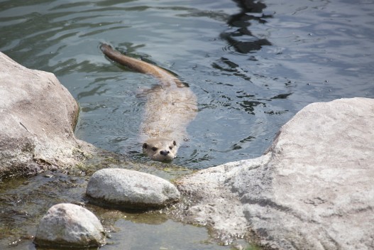 Otter (male) swimming