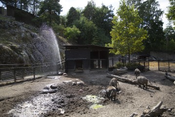 Wild boars with water enrichment to help with the heat