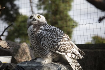 Young snowy owl
