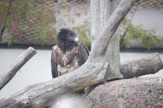 Young bearded vulture (female)