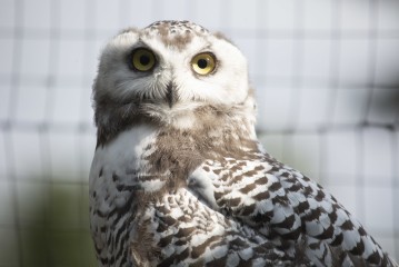 Young snowy owl (about three months old)