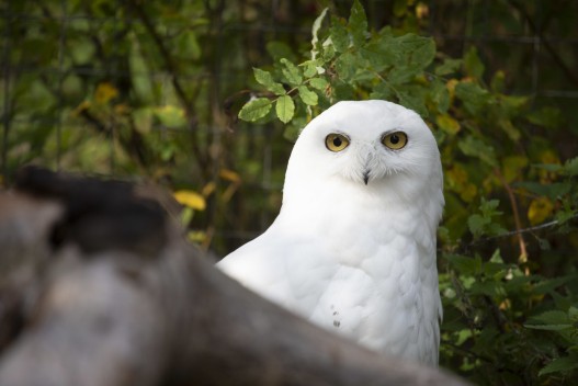 Snowy owl (male)