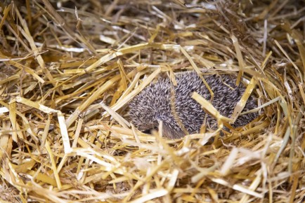 Hedgehog sleeping in Wildlife Hospital
