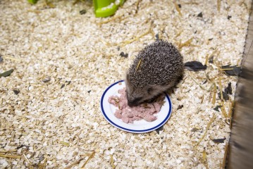 Hedgehog eating in Wildlife Hospital
