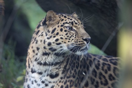 Amur leopard (male)