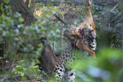 Amur leopard (male) eating