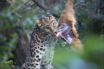 Amur leopard (male) eating