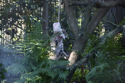 Amur leopard cat eating