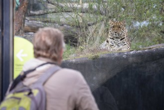 People looking at the Amur leopard (female)