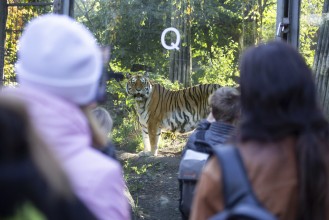 People looking at the Amur tiger (female)