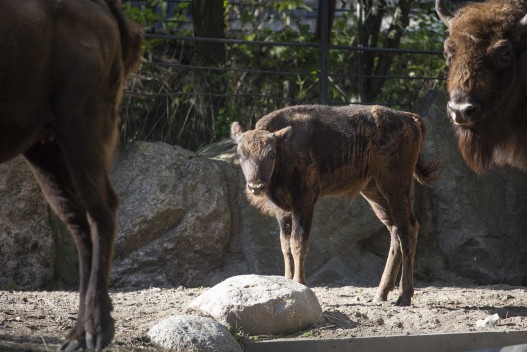 Young european bison