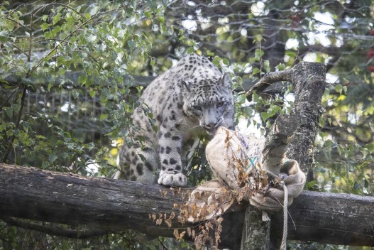 Snow leopard feeding time