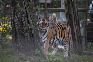 Amur tiger (female) eating