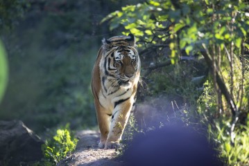 Amur tiger (female)