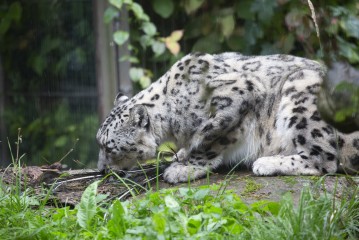 Snow leopard smelling scent enrichments
