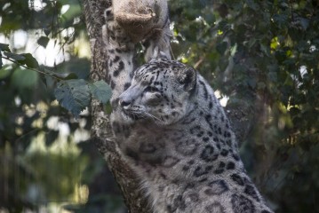 Snow leopard feeding time
