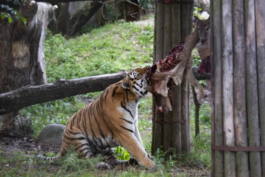 Amur tiger (male) eating