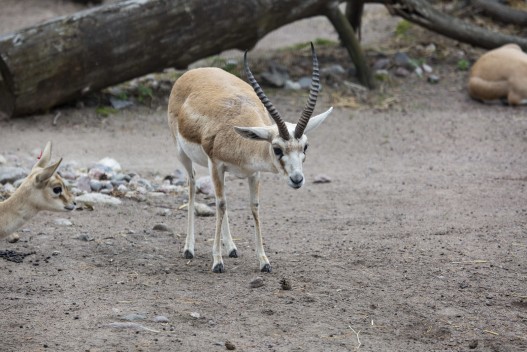 Goitered gazelle