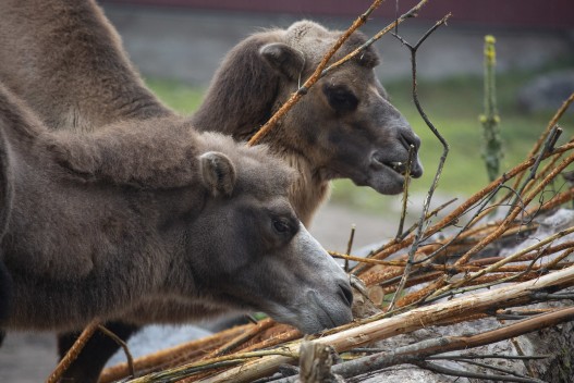 Domestic bactrian camels