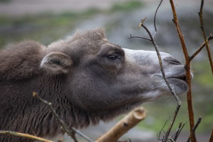 Domestic bactrian camel