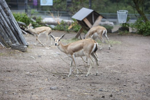 Goitered gazelles
