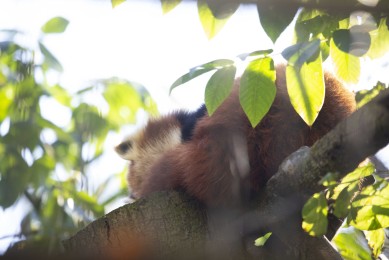Red panda sleeping