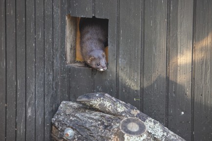 European mink (male)