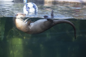 Otter (male) searching for fish inside the football
