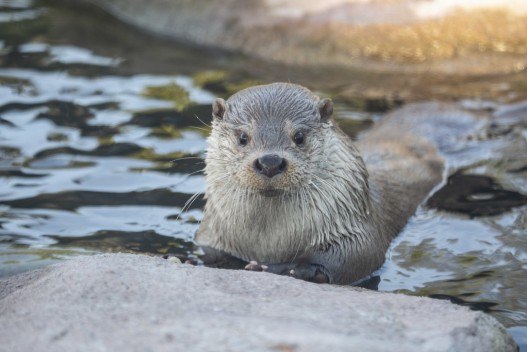 Otter (male)