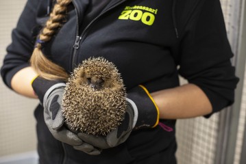 Hedgehog with head injury in Wildlife Hospital